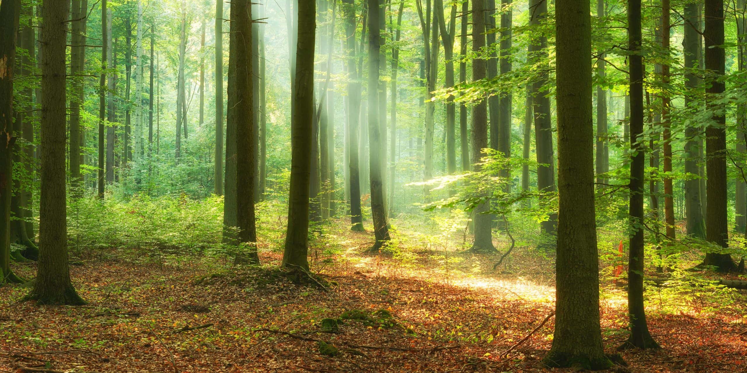 A peaceful forest with sunlight filtering through tall trees, highlighting the natural beauty of out.